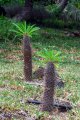 PACHYPODIUM lamerei. Madagascar. Apocynaceae. 2-3m
